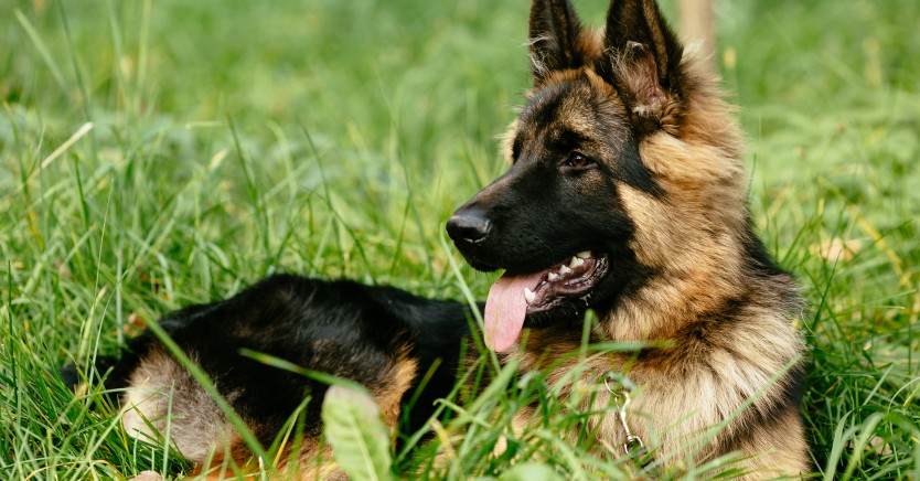 Ask Dr. Jenn: How Can I Adopt a Service Dog Dropout?